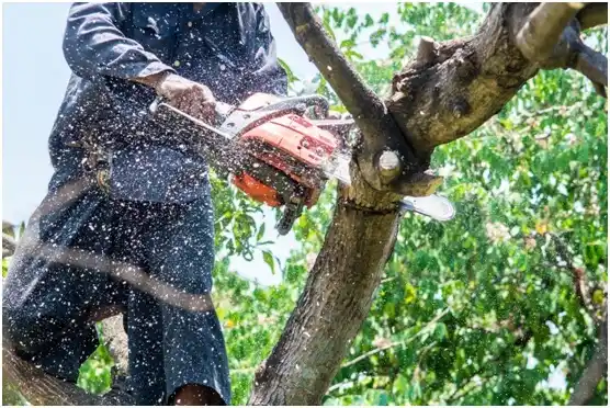 tree services New Braunfels